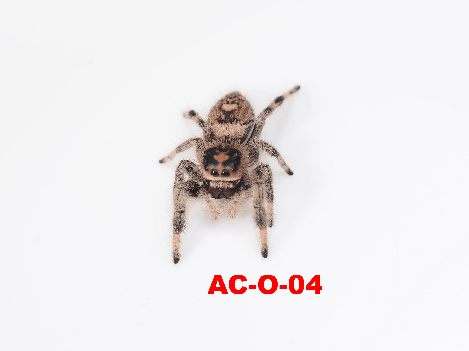 Royal (Phidippus regius) AC - O - 04 - Arthropods Canada