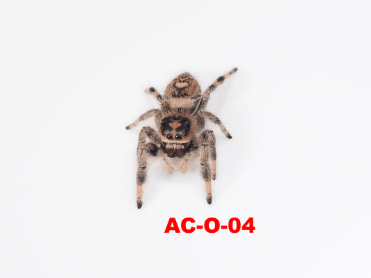 Royal (Phidippus regius) AC - O - 04 - Arthropods Canada