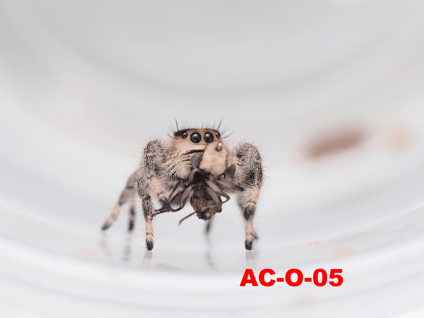 Royal (Phidippus regius) AC - O - 05 - Arthropods Canada