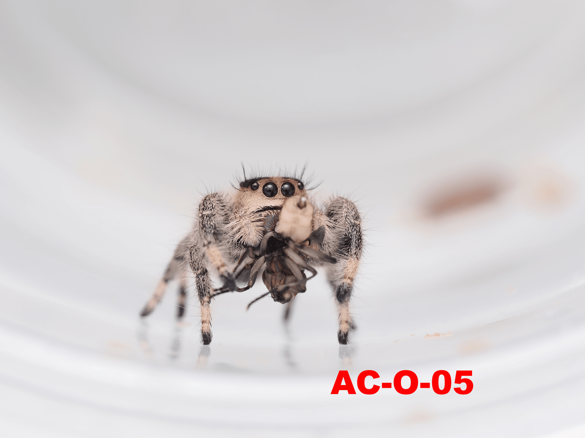 Royal (Phidippus regius) AC - O - 05 - Arthropods Canada
