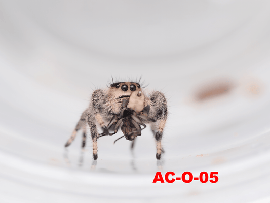 Royal (Phidippus regius) AC - O - 05 - Arthropods Canada