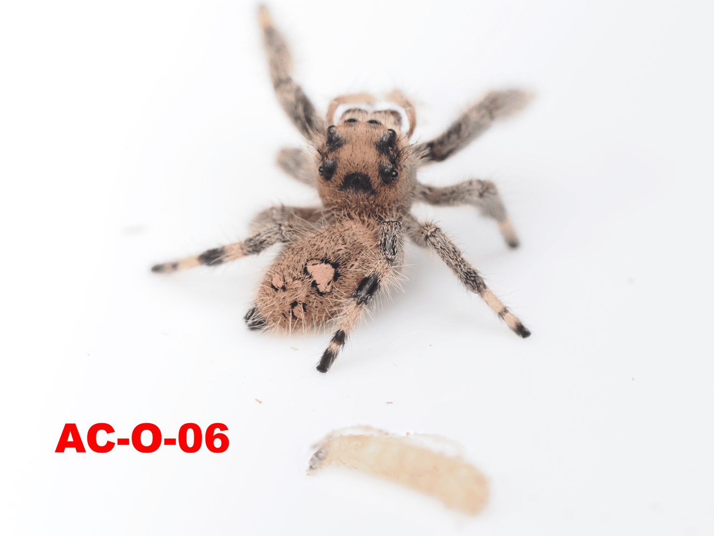 Royal (Phidippus regius) AC - O - 06 - Arthropods Canada