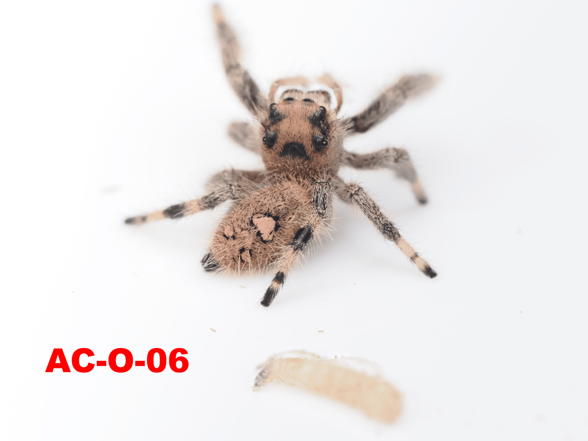 Royal (Phidippus regius) AC - O - 06 - Arthropods Canada