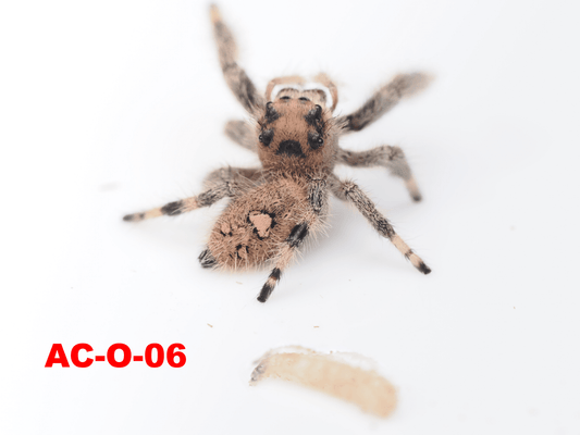 Royal (Phidippus regius) AC - O - 06 - Arthropods Canada