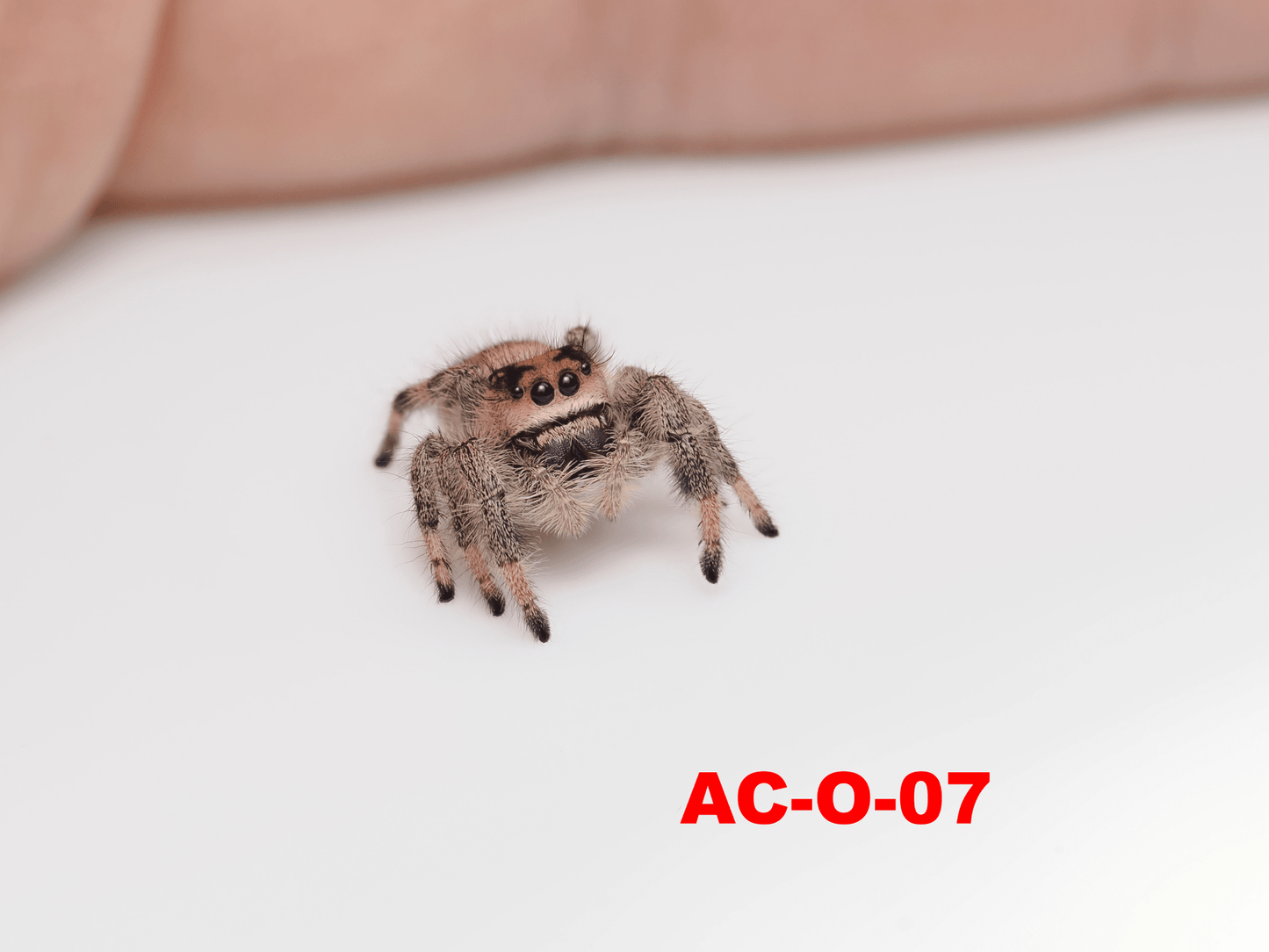 Royal (Phidippus regius) AC - O - 07 - Arthropods Canada
