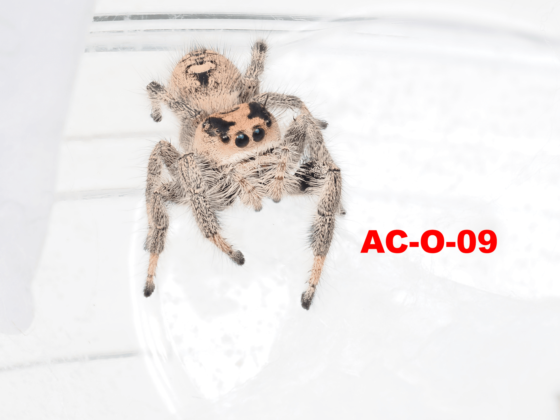 Royal (Phidippus regius) AC - O - 09 - Arthropods Canada
