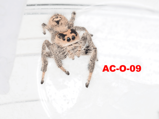 Royal (Phidippus regius) AC - O - 09 - Arthropods Canada