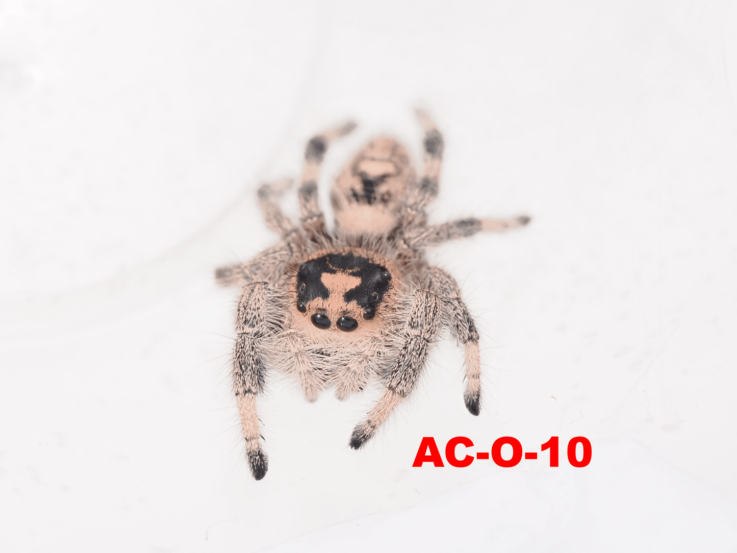 Royal (Phidippus regius) AC - O - 10 - Arthropods Canada