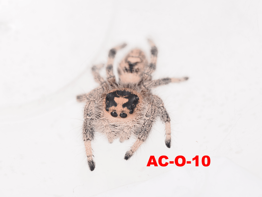 Royal (Phidippus regius) AC - O - 10 - Arthropods Canada