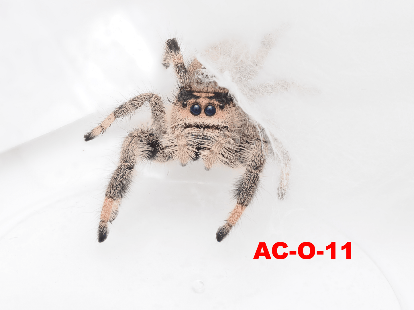 Royal (Phidippus regius) AC - O - 11 - Arthropods Canada