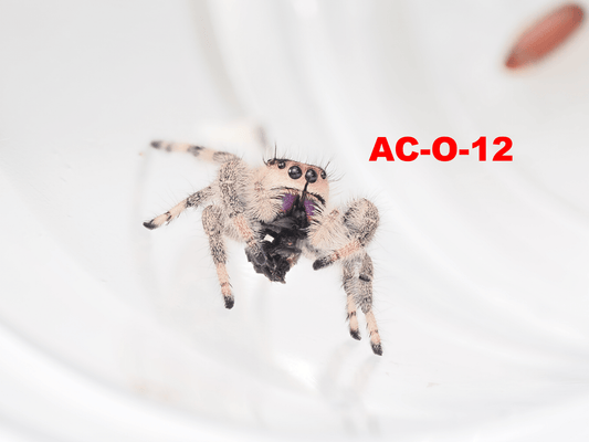 Royal (Phidippus regius) AC - O - 12 - Arthropods Canada