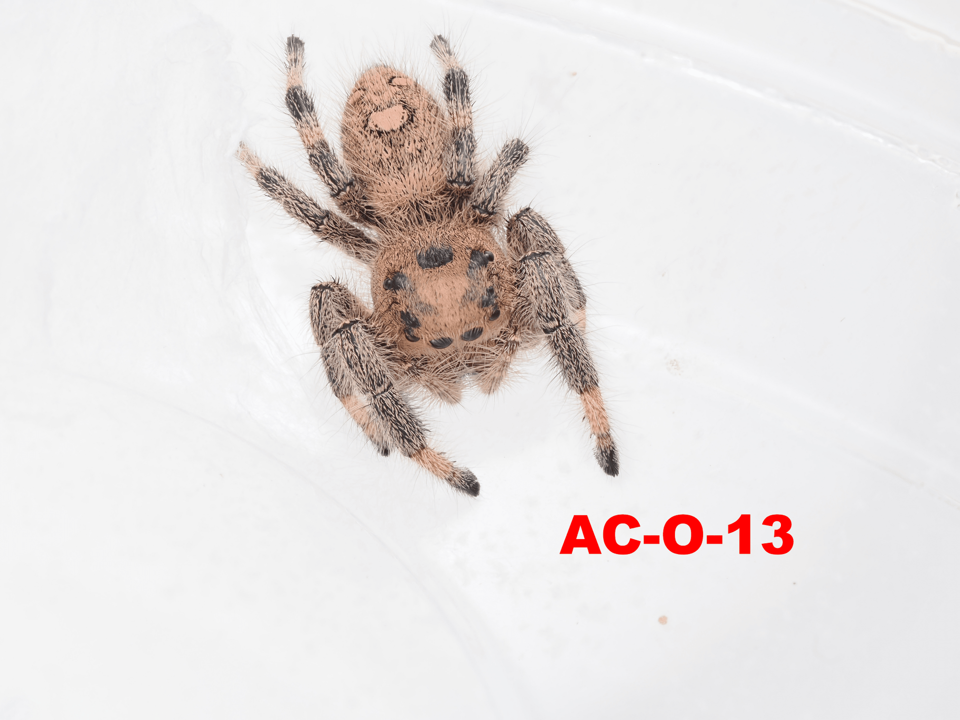 Royal (Phidippus regius) AC - O - 13 - Arthropods Canada