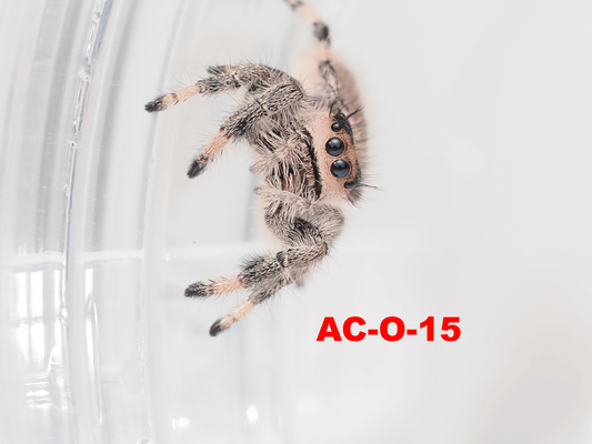 Royal (Phidippus regius) AC - O - 15 - Arthropods Canada