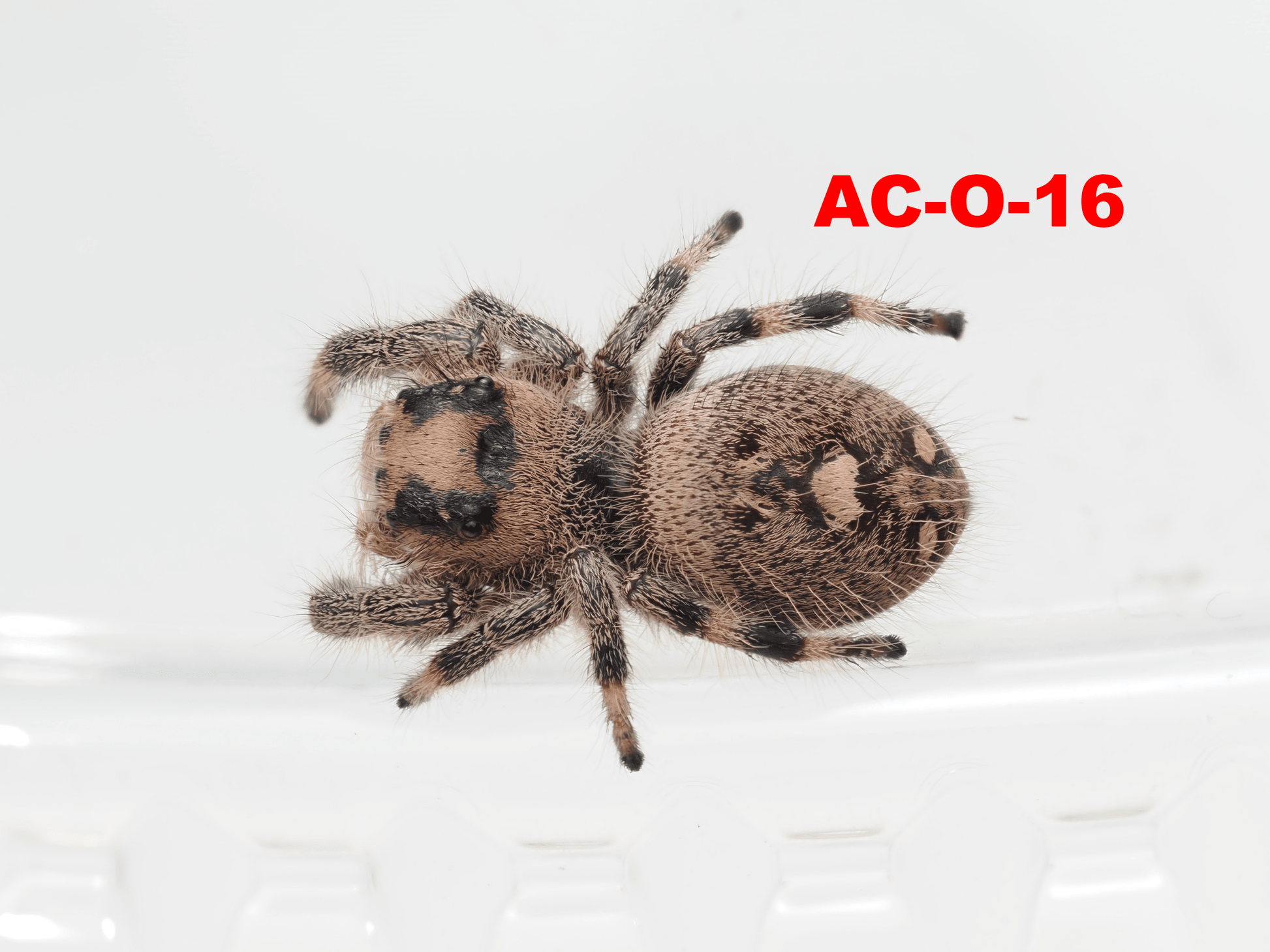 Royal (Phidippus regius) AC - O - 16 - Arthropods Canada