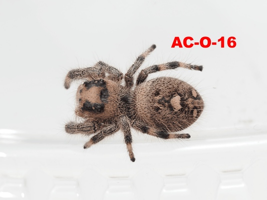 Royal (Phidippus regius) AC - O - 16 - Arthropods Canada