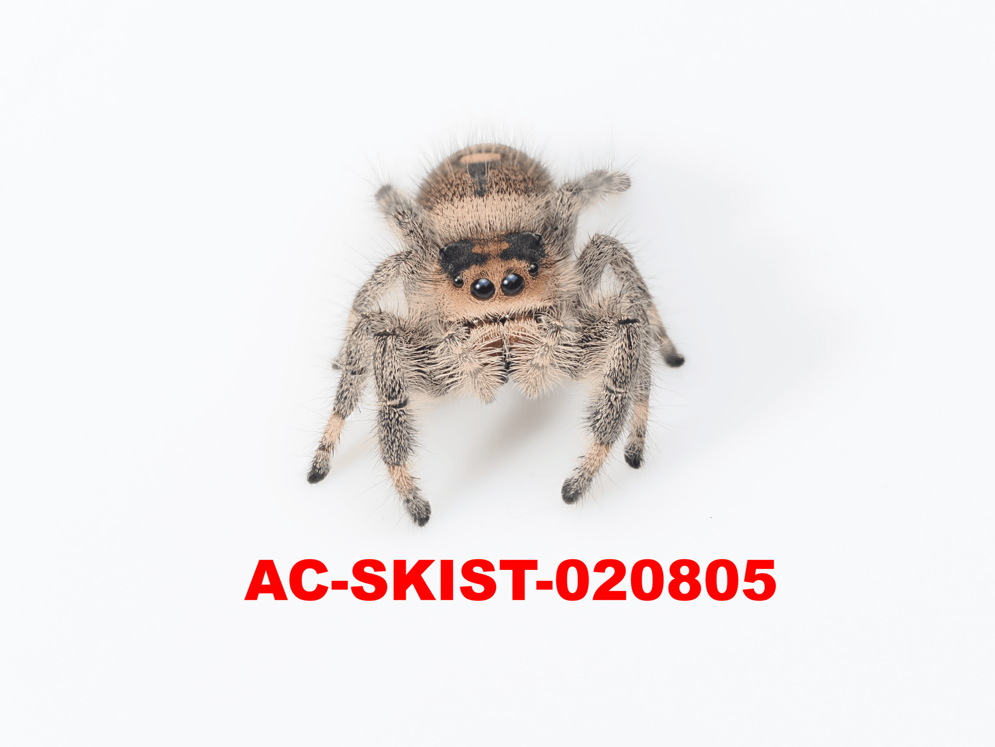 Royal (Phidippus regius) AC - SKIST - 020805 - Arthropods Canada