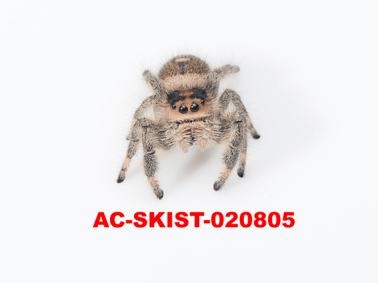 Royal (Phidippus regius) AC - SKIST - 020805 - Arthropods Canada