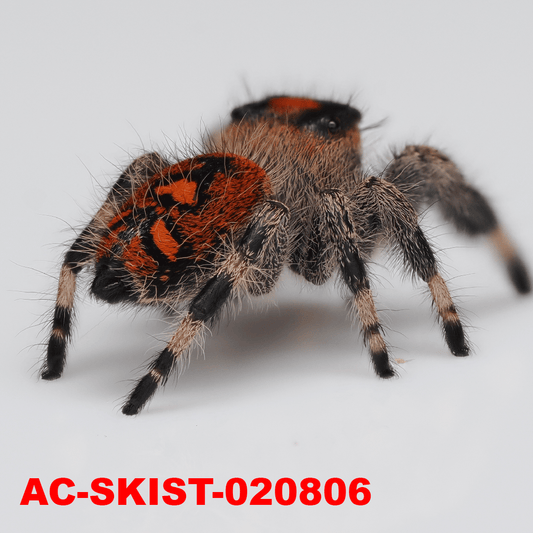 Royal (Phidippus regius) AC - SKIST - 020806 - Arthropods Canada