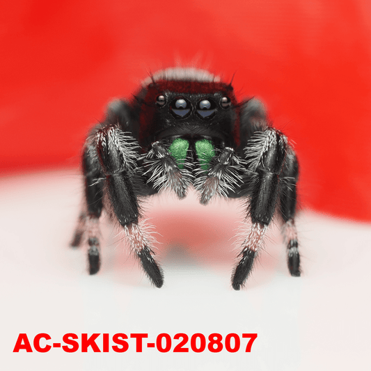 Royal (Phidippus regius) AC - SKIST - 020807 - Arthropods Canada