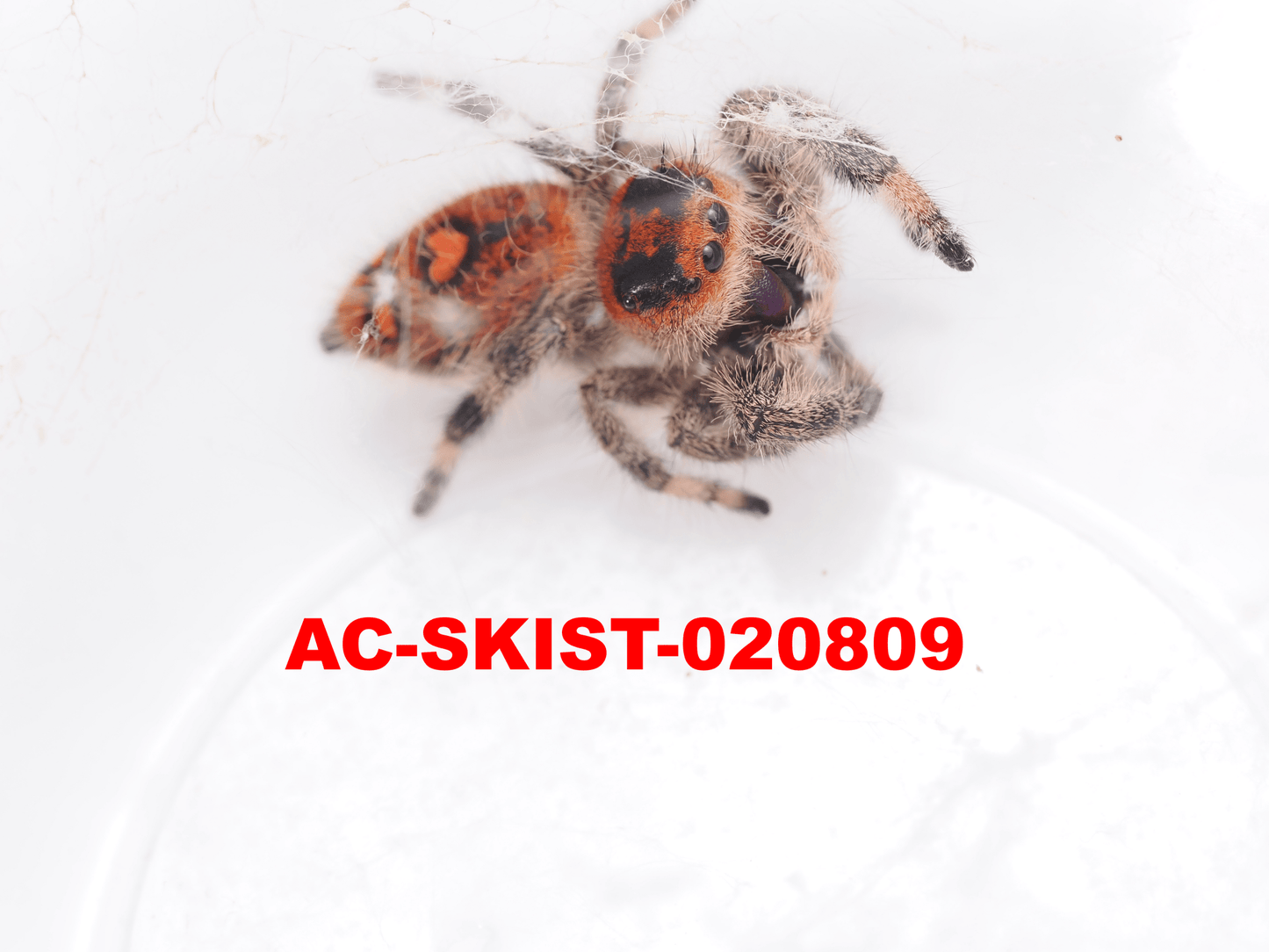 Royal (Phidippus regius) AC - SKIST - 020809 - Arthropods Canada