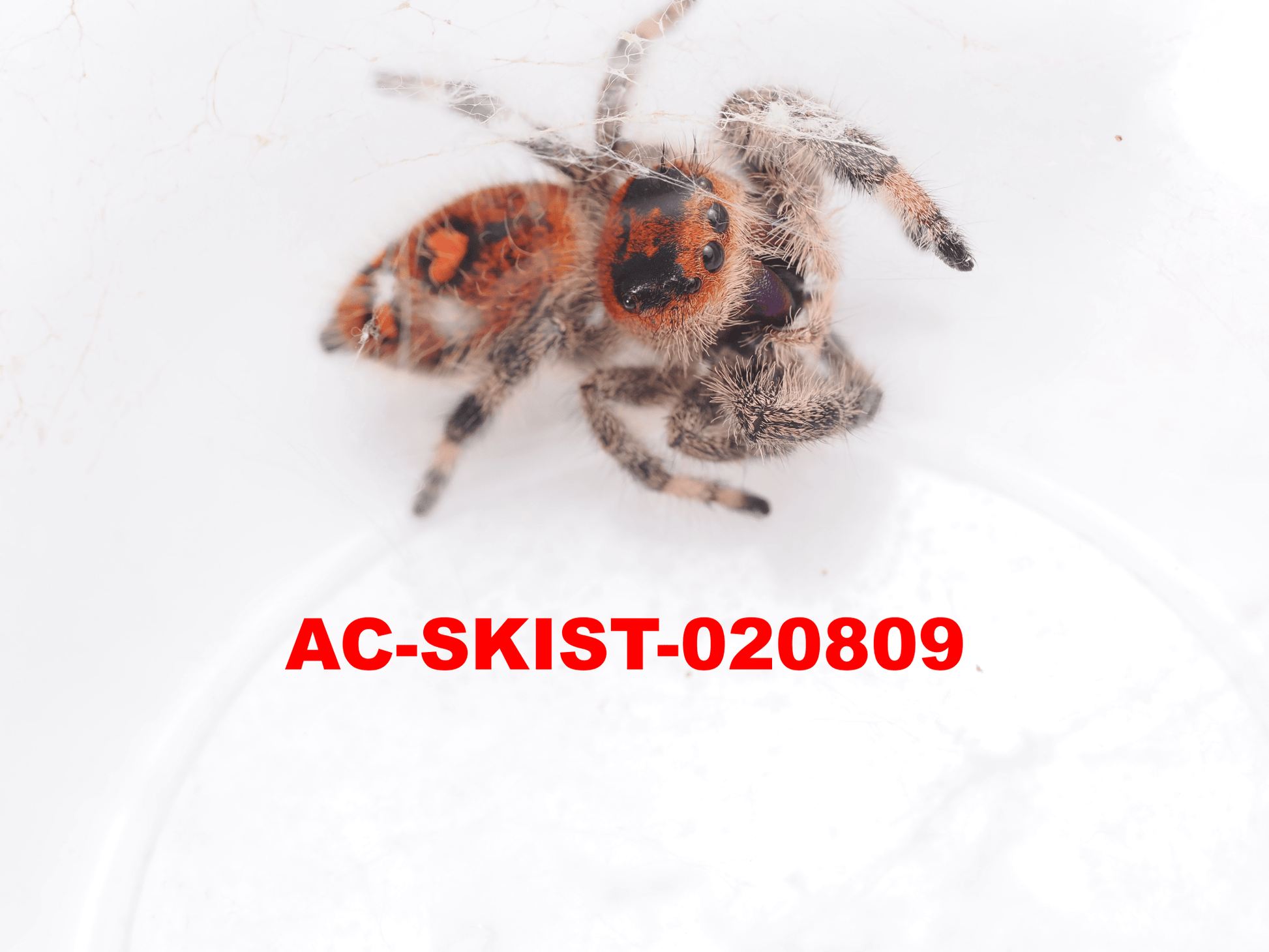 Royal (Phidippus regius) AC - SKIST - 020809 - Arthropods Canada
