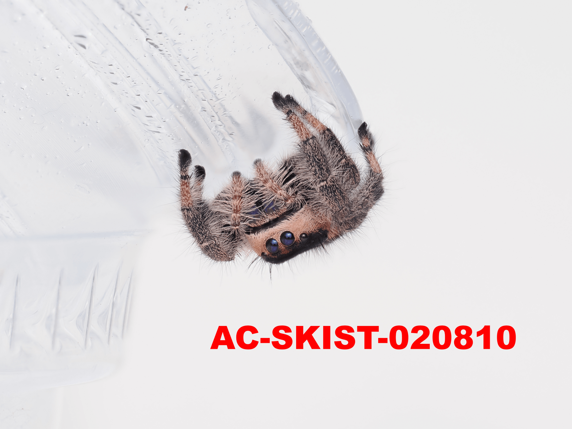 Royal (Phidippus regius) AC - SKIST - 020810 - Arthropods Canada