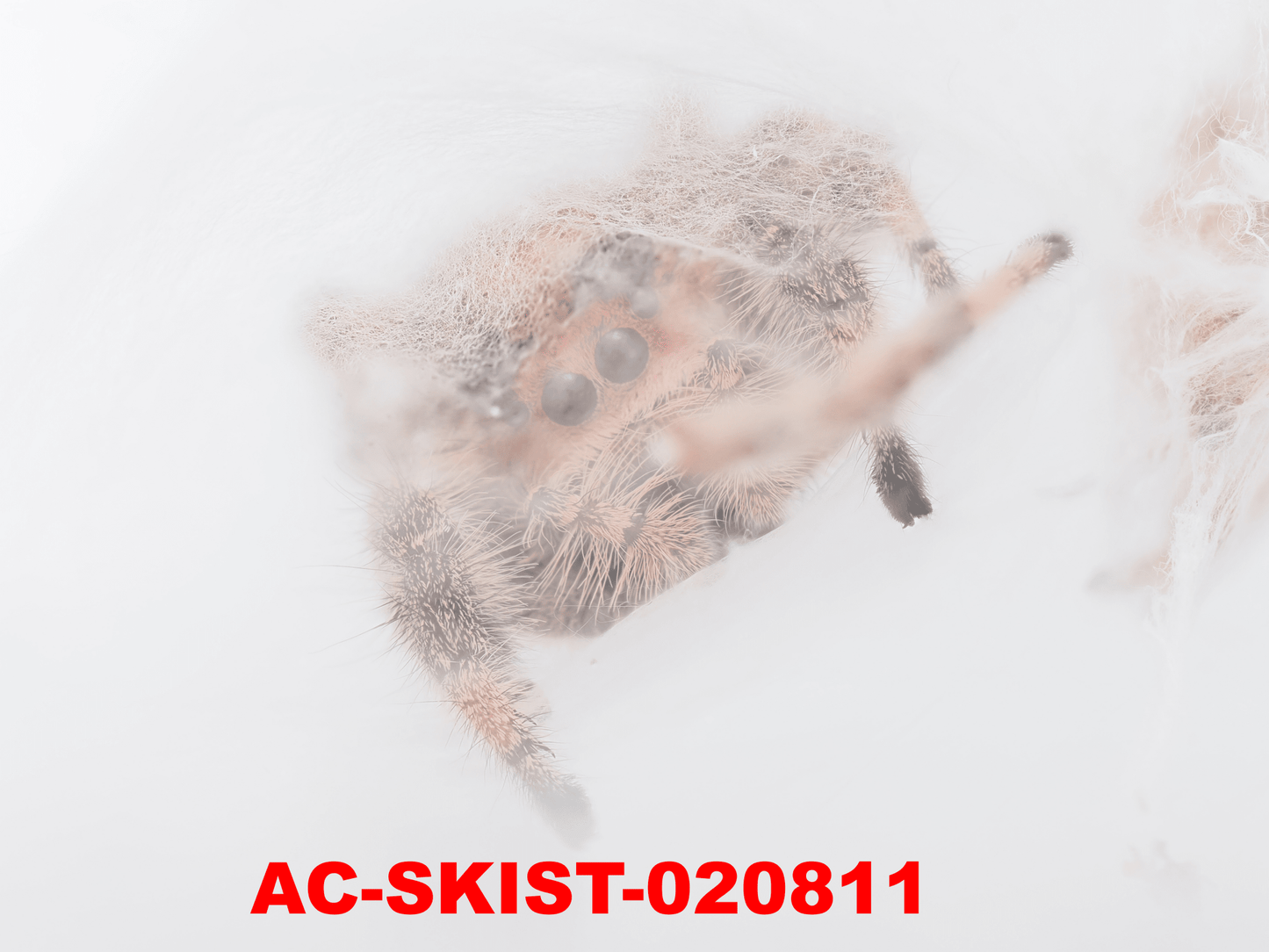 Royal (Phidippus regius) AC - SKIST - 020811 - Arthropods Canada