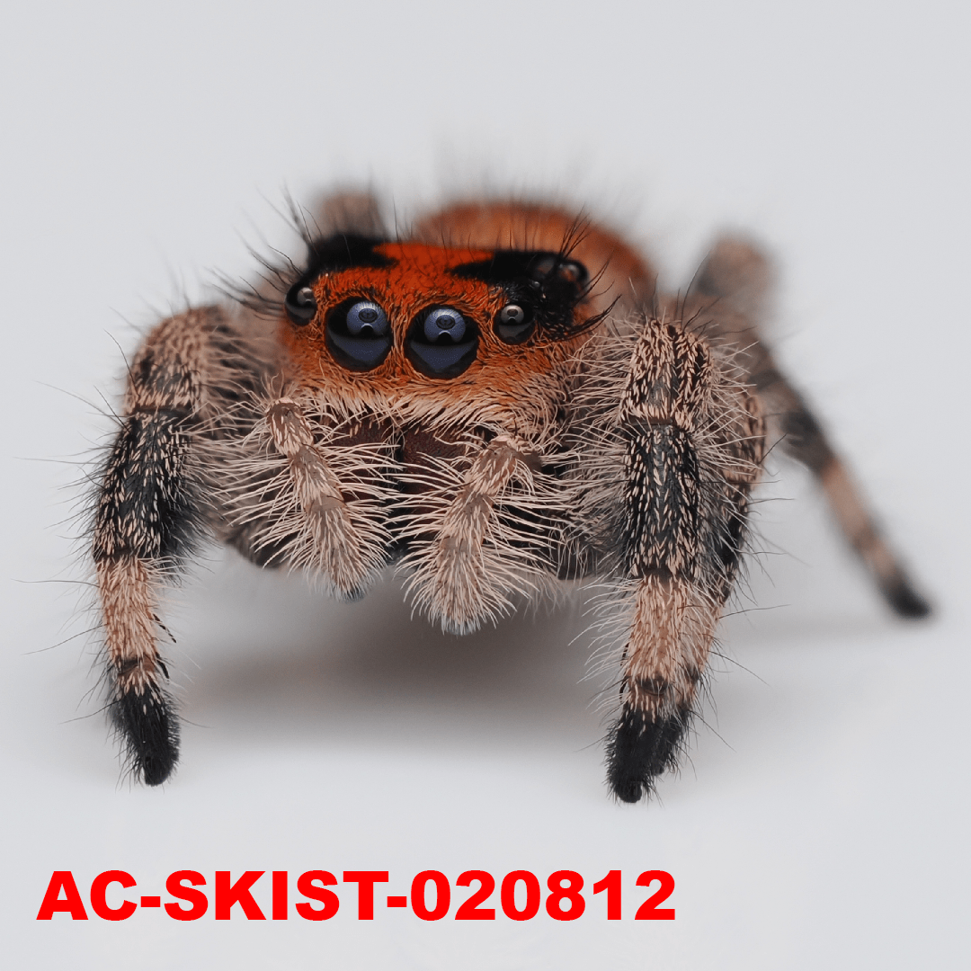 Royal (Phidippus regius) AC - SKIST - 020812 - Arthropods Canada