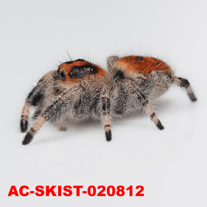Royal (Phidippus regius) AC - SKIST - 020812 - Arthropods Canada