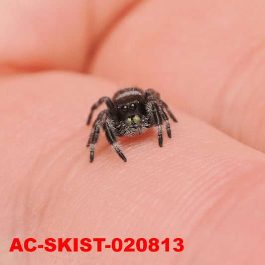 Royal (Phidippus regius) AC - SKIST - 020813 - Arthropods Canada