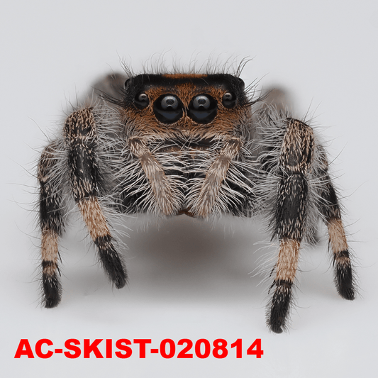 Royal (Phidippus regius) AC - SKIST - 020814 - Arthropods Canada
