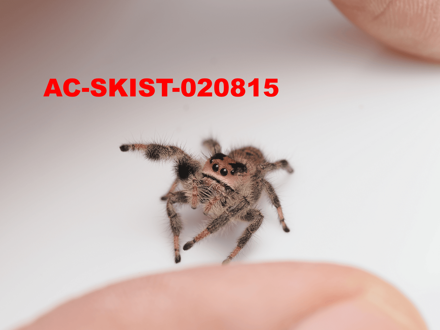 Royal (Phidippus regius) AC - SKIST - 020815 - Arthropods Canada