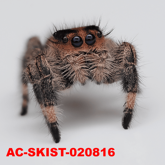 Royal (Phidippus regius) AC - SKIST - 020816 - Arthropods Canada