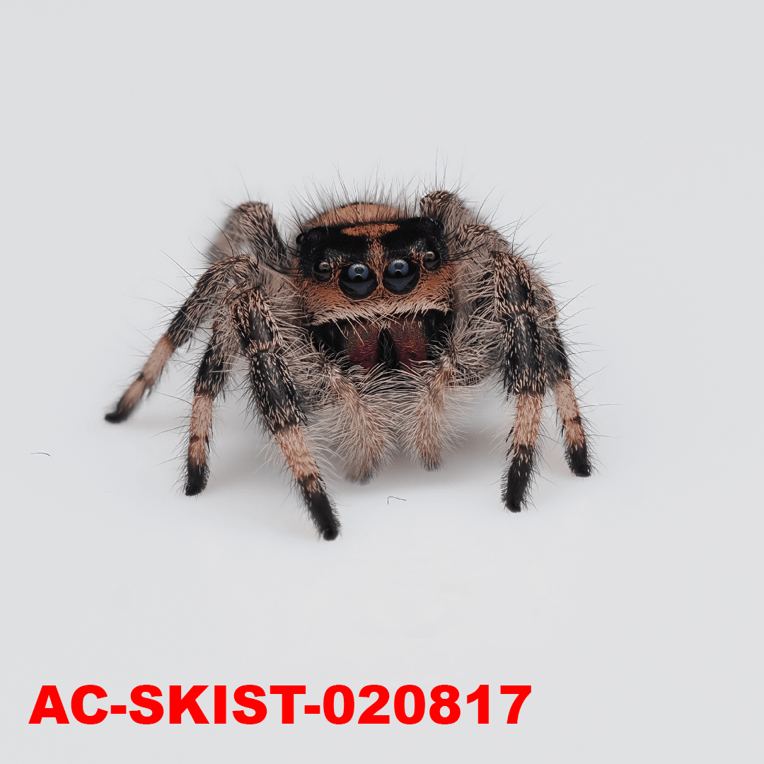 Royal (Phidippus regius) AC - SKIST - 020817 - Arthropods Canada