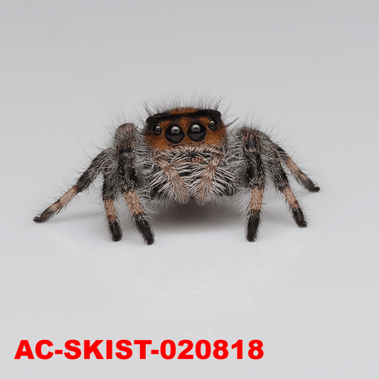 Royal (Phidippus regius) AC - SKIST - 020818 - Arthropods Canada