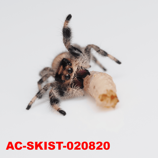 Royal (Phidippus regius) AC - SKIST - 020820 - Arthropods Canada