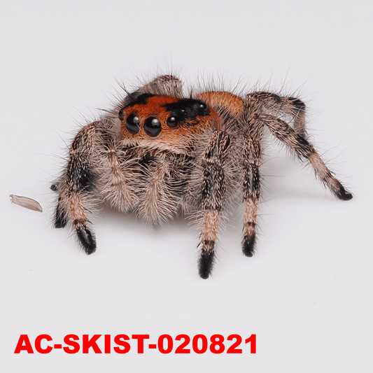 Royal (Phidippus regius) AC - SKIST - 020821 - Arthropods Canada