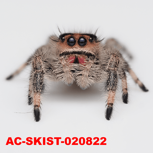 Royal (Phidippus regius) AC - SKIST - 020822 - Arthropods Canada