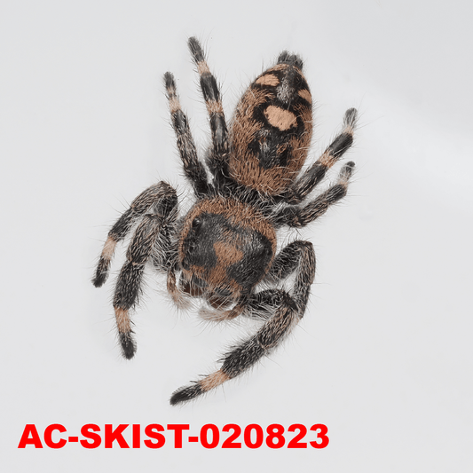 Royal (Phidippus regius) AC - SKIST - 020823 - Arthropods Canada