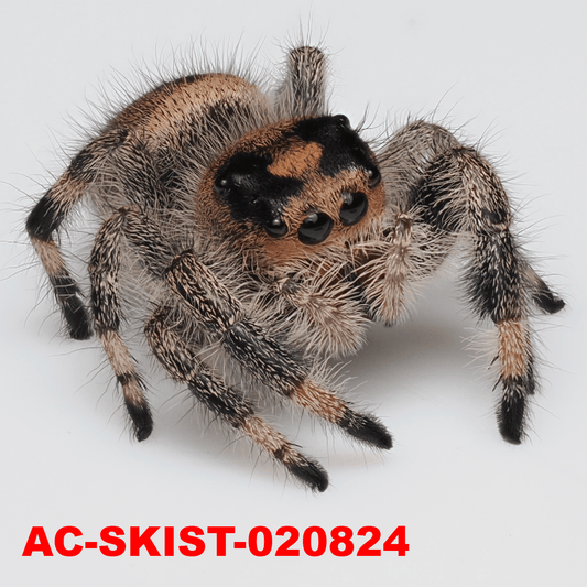 Royal (Phidippus regius) AC - SKIST - 020824 - Arthropods Canada