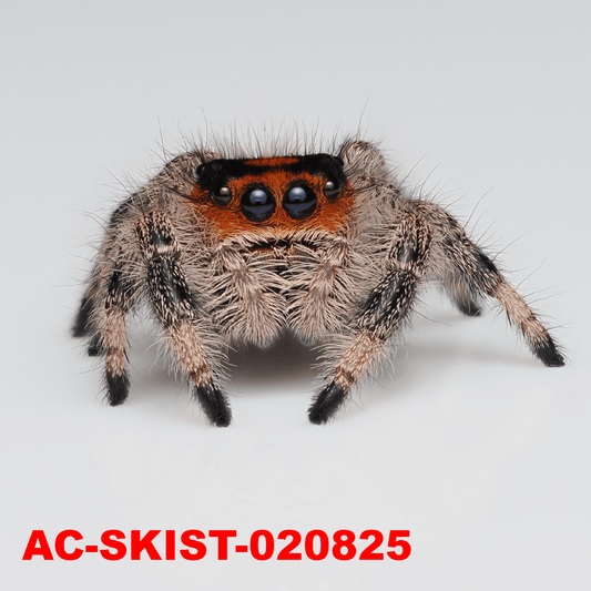 Royal (Phidippus regius) AC - SKIST - 020825 - Arthropods Canada