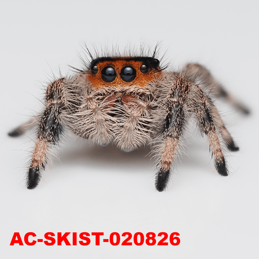 Royal (Phidippus regius) AC - SKIST - 020826 - Arthropods Canada