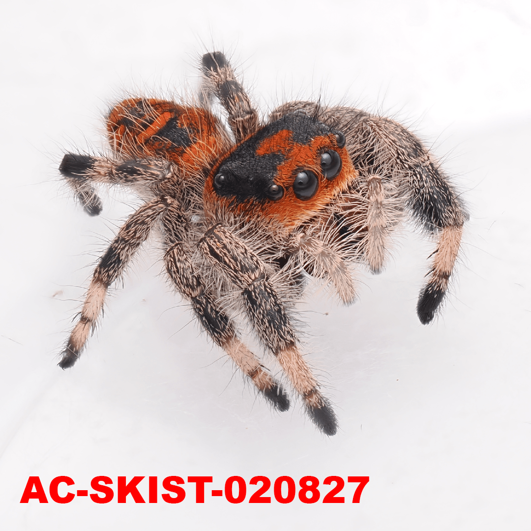 Royal (Phidippus regius) AC - SKIST - 020827 - Arthropods Canada