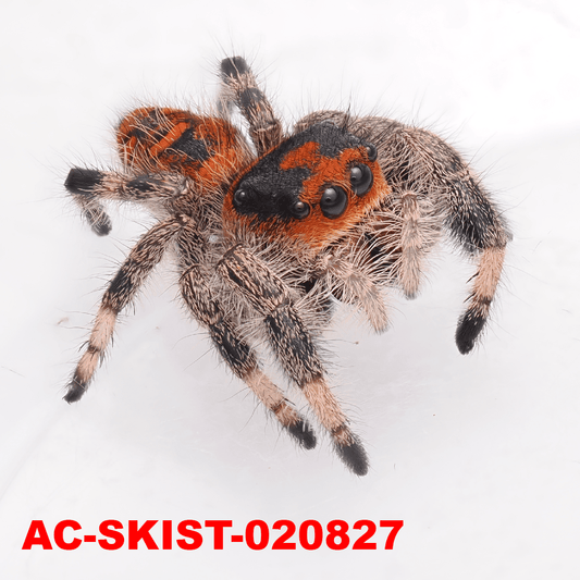 Royal (Phidippus regius) AC - SKIST - 020827 - Arthropods Canada