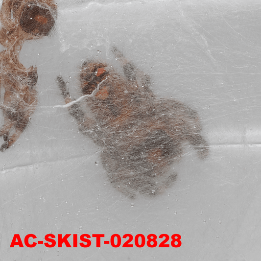 Royal (Phidippus regius) AC - SKIST - 020828 - Arthropods Canada