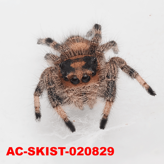 Royal (Phidippus regius) AC - SKIST - 020829 - Arthropods Canada