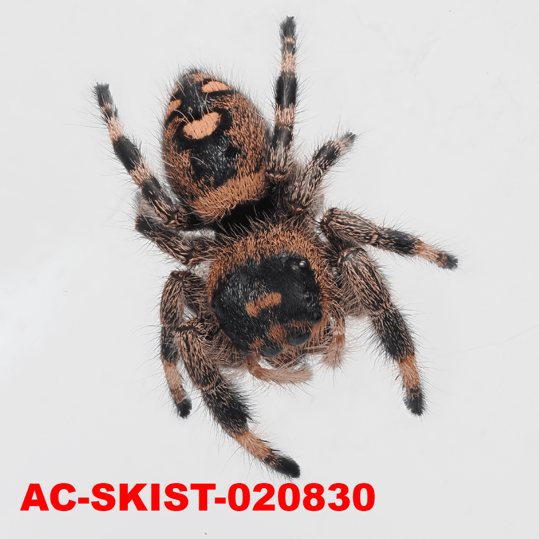 Royal (Phidippus regius) AC - SKIST - 020830 - Arthropods Canada