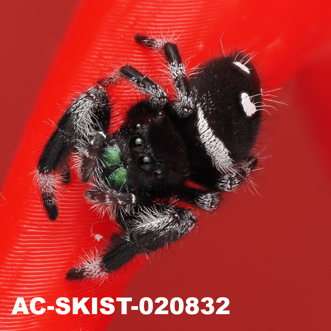 Royal (Phidippus regius) AC - SKIST - 020832 - Arthropods Canada