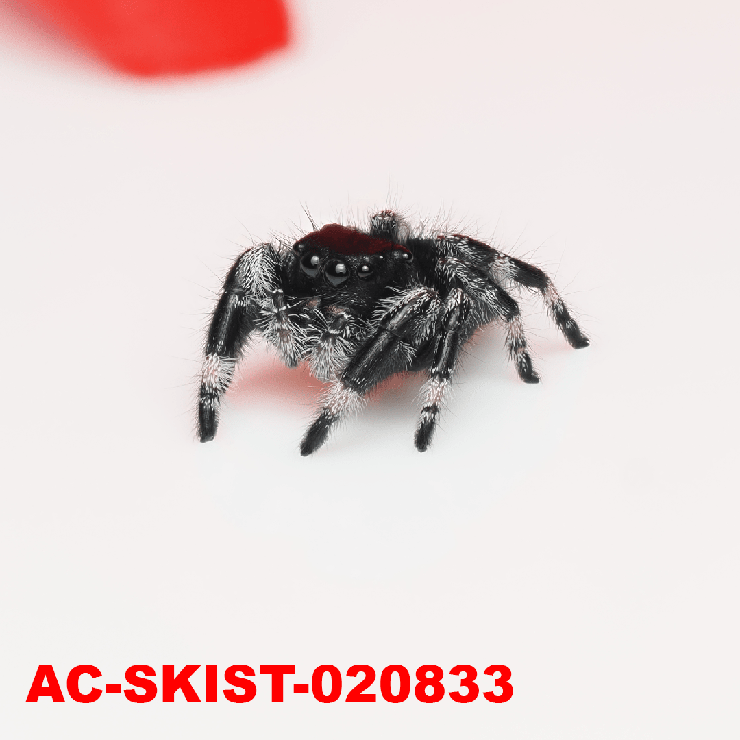 Royal (Phidippus regius) AC - SKIST - 020833 - Arthropods Canada