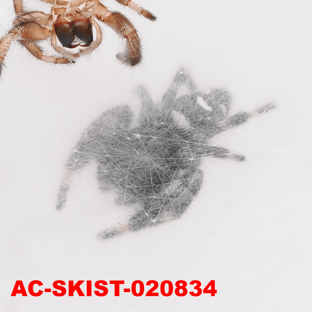 Royal (Phidippus regius) AC - SKIST - 020834 - Arthropods Canada